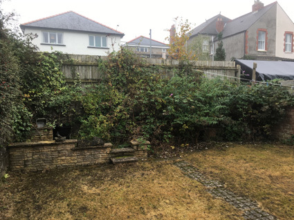 Overgrown garden before the clearance of weeds and brambles